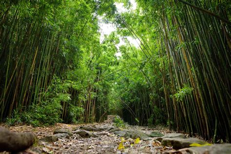 A Pequena Floresta de Bambu de Nantong: Um Paraíso Verde Suspenso no Tempo!