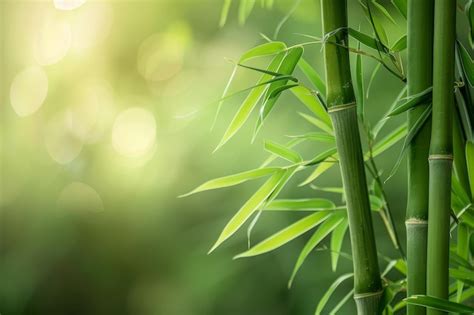 A Floresta de Bambu de Jiange: Uma Sinfonia Verde Encantadora e Misteriosa!