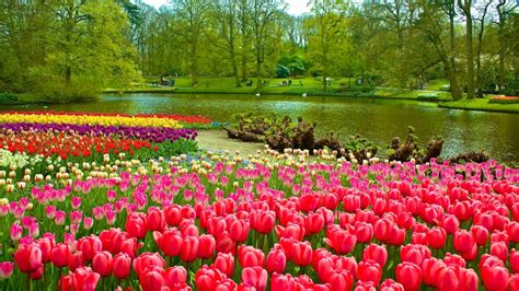 O Jardim de Flores da Primavera de Luzhou: Um Paraíso Floral Encantador e Inesperado!